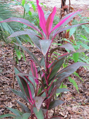 Cordyline terminalis