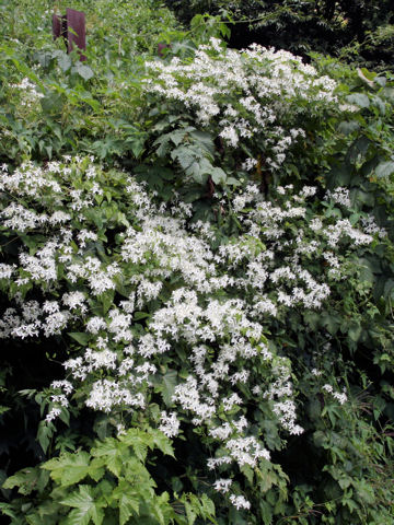 Clematis terniflora