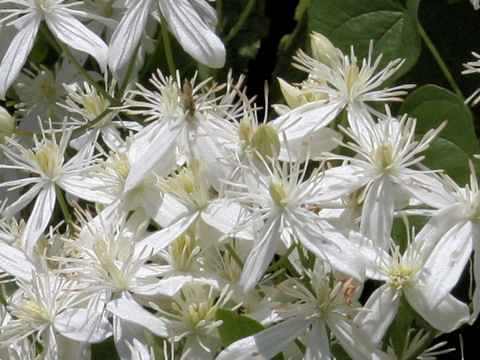 Clematis terniflora