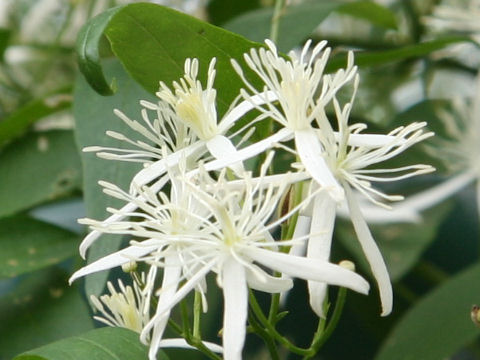 Clematis terniflora