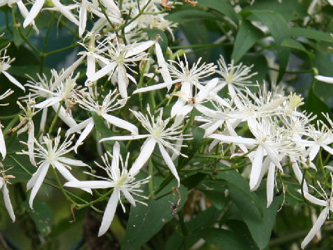 Clematis terniflora