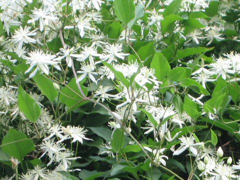 Clematis terniflora