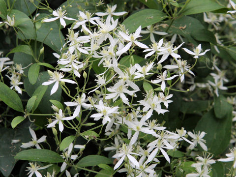 Clematis terniflora