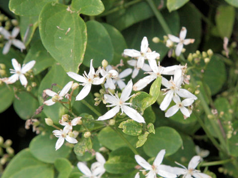 Clematis terniflora