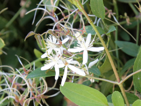 Clematis terniflora