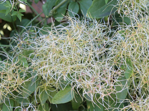 Clematis terniflora