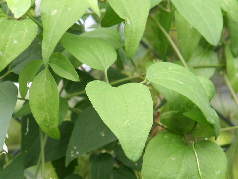 Clematis terniflora