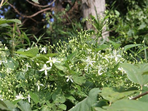 Clematis terniflora