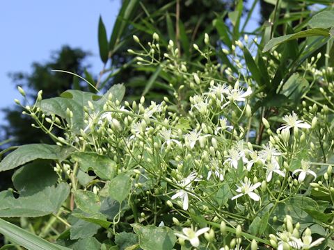 Clematis terniflora