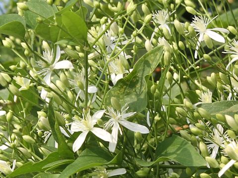 Clematis terniflora