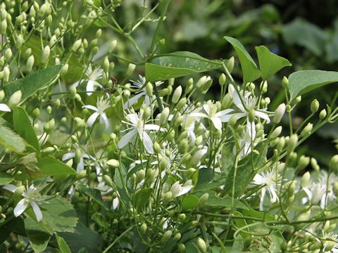 Clematis terniflora