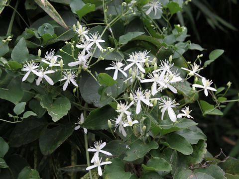 Clematis terniflora