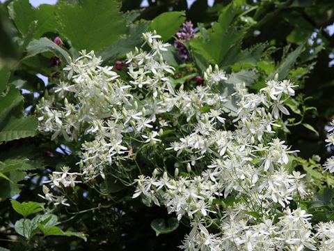 Clematis terniflora