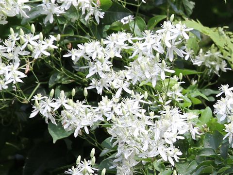 Clematis terniflora