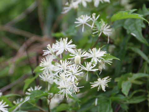 Clematis terniflora