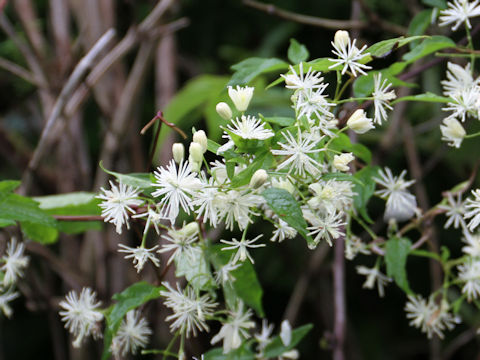 Clematis terniflora