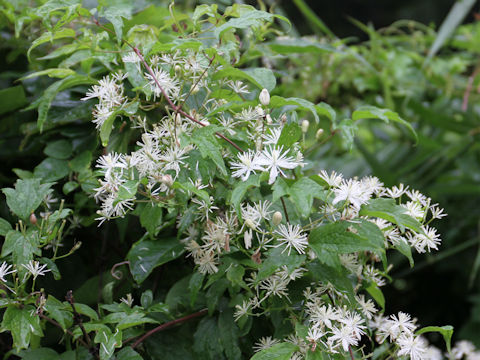 Clematis terniflora