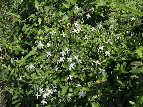 Clematis terniflora