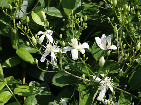 Clematis terniflora