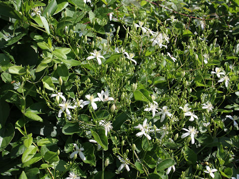 Clematis terniflora