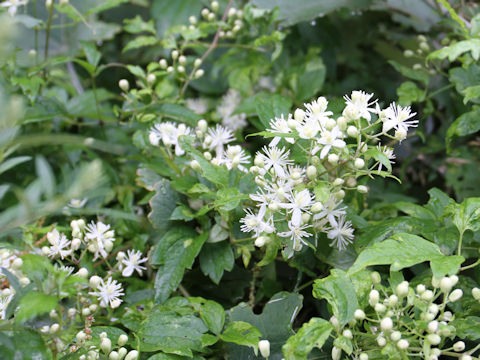 Clematis terniflora