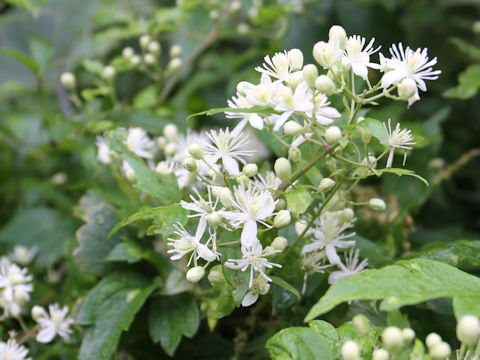 Clematis terniflora