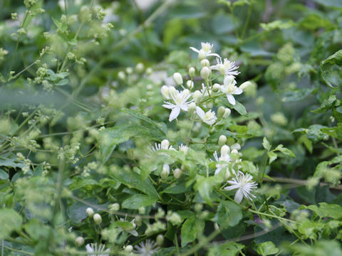 Clematis terniflora