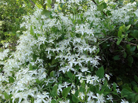 Clematis terniflora