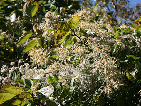 Clematis terniflora