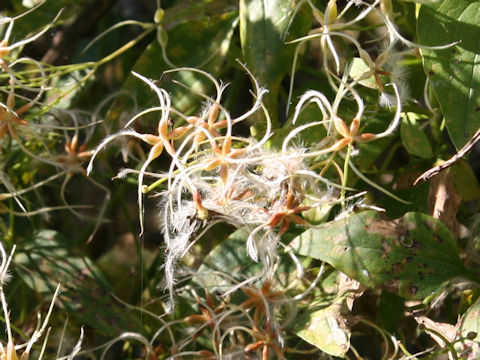 Clematis terniflora