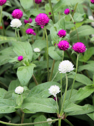 Gomphrena globosa