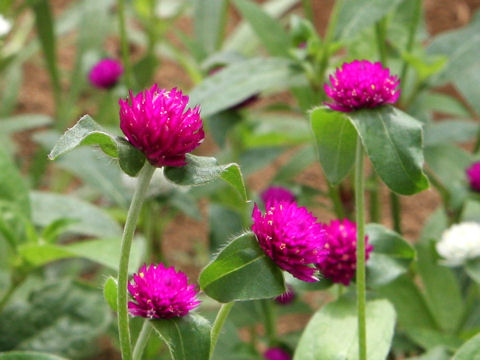 Gomphrena globosa