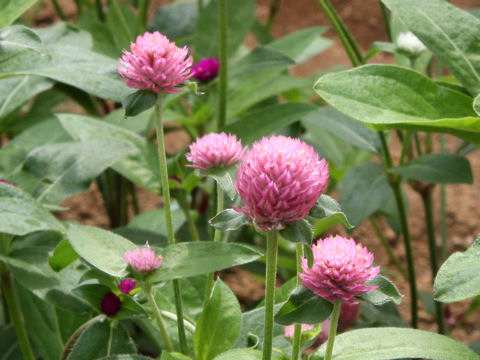 Gomphrena globosa