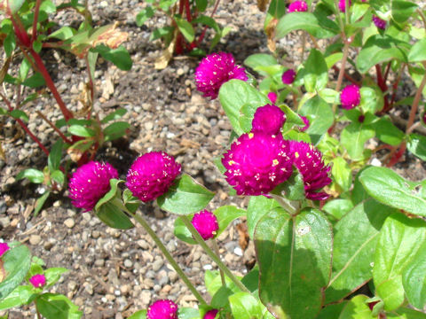 Gomphrena globosa