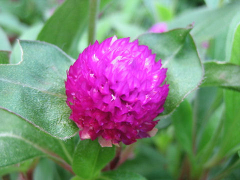 Gomphrena globosa