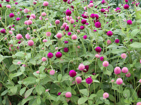 Gomphrena globosa