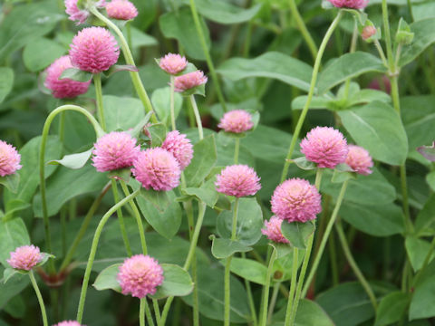 Gomphrena globosa