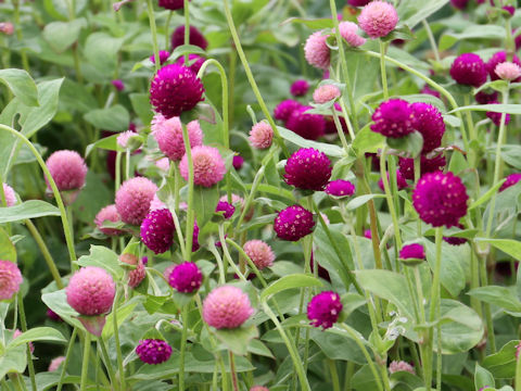 Gomphrena globosa