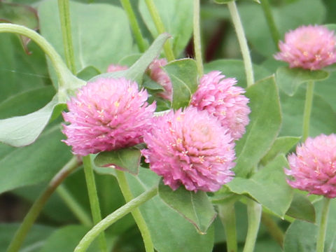 Gomphrena globosa