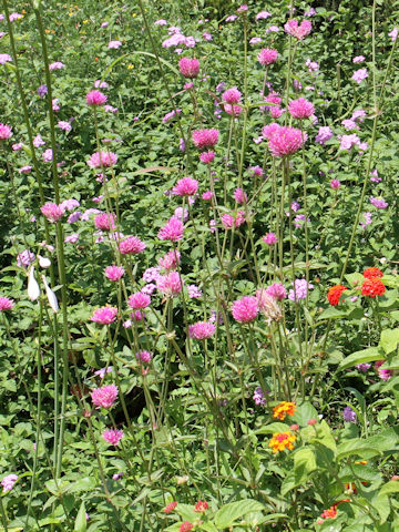 Gomphrena globosa cv. Fireworks