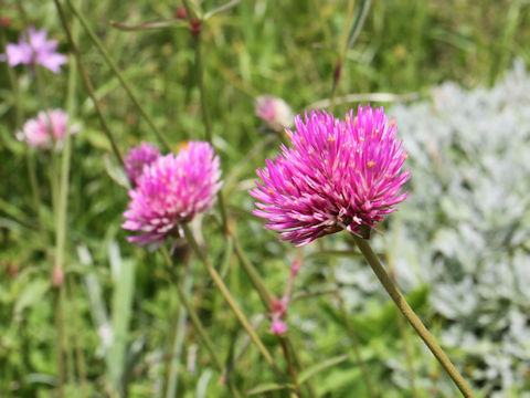 Gomphrena globosa cv. Fireworks