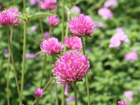 Gomphrena globosa cv. Fireworks