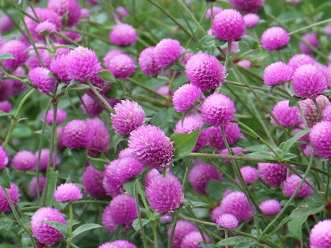 Gomphrena globosa