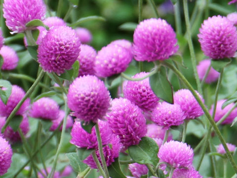 Gomphrena globosa