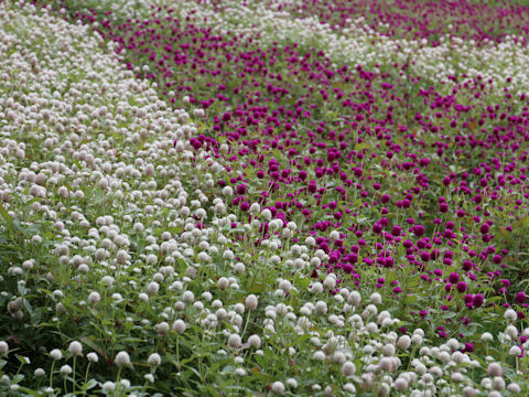 Gomphrena globosa