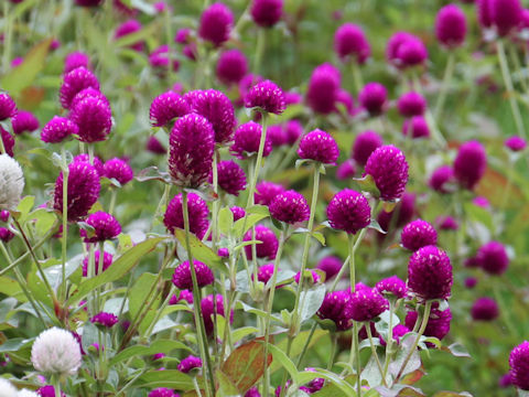 Gomphrena globosa