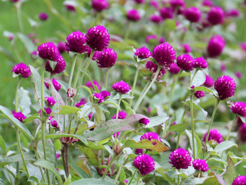 Gomphrena globosa