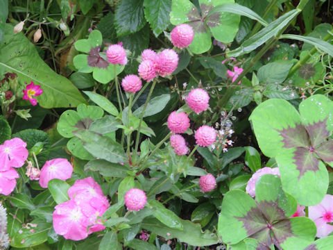 Gomphrena globosa