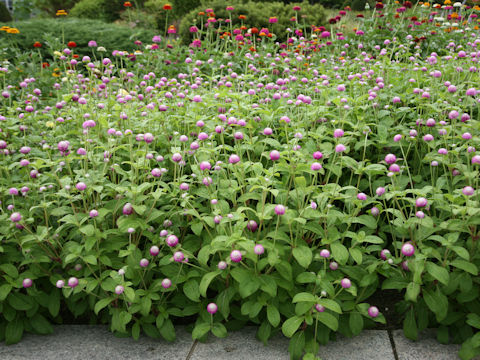 Gomphrena globosa