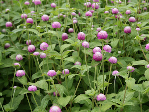 Gomphrena globosa